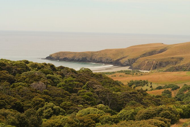 Wildlife and Penguin Tour - Timing can affect the wildlife viewing