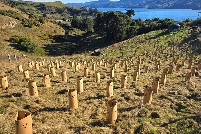 Wildlife and Penguin Tour - Who should book this experience