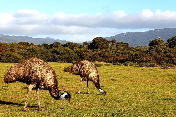 Wilson's Promontory & Phillip Island - 'Prom & Penguins' Tour - Squeaky Beach: the walk you should not rush