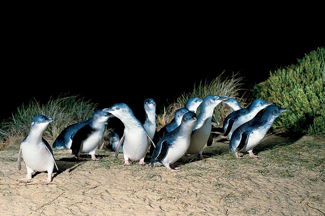 Wilson's Promontory & Phillip Island - 'Prom & Penguins' Tour - The Nobbies Centre and Phillip Island’s coast