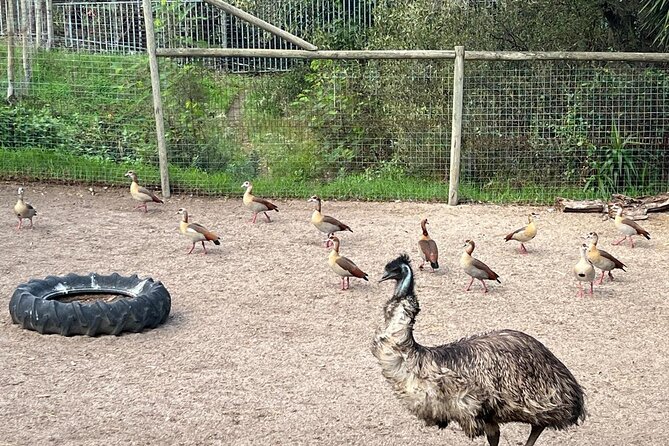 World of Birds, Kirstenbosch and Constantia Wine Private Day Tour - A private Cape Town day with three very different moods