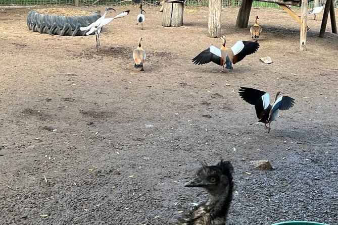 World of Birds, Kirstenbosch and Constantia Wine Private Day Tour - Groot Constantia: wine tasting with an extra charge