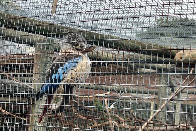 World of Birds, Kirstenbosch and Constantia Wine Private Day Tour - Food, timing, and what to bring