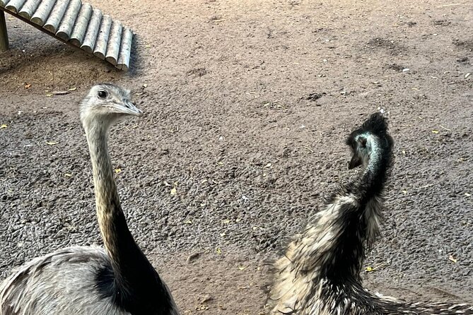 World of Birds, Kirstenbosch and Constantia Wine Private Day Tour - World of Birds in Hout Bay: the liveliest two hours
