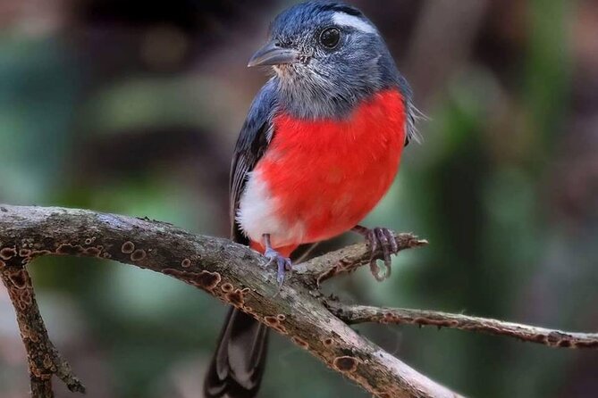 Xocen Birding - Walking the Xocén-Kanxoc Trail