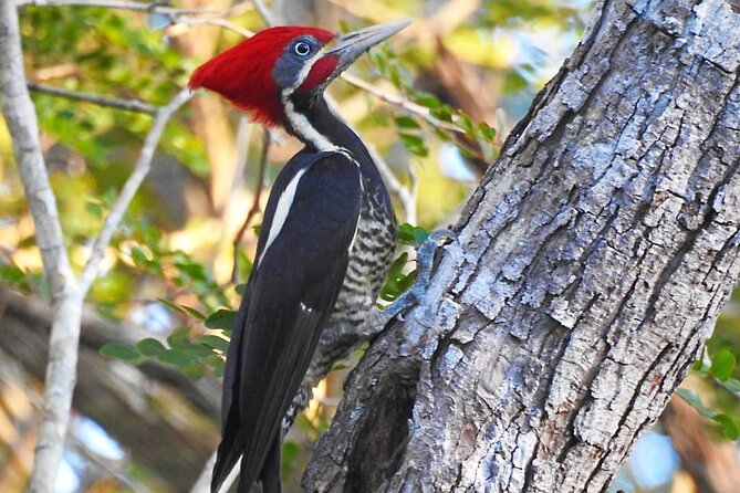 Xocen Birding - The Birds You Are Most Likely to Care About