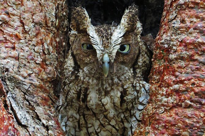 Xocen Birding - Fitness, Weather, and What to Bring