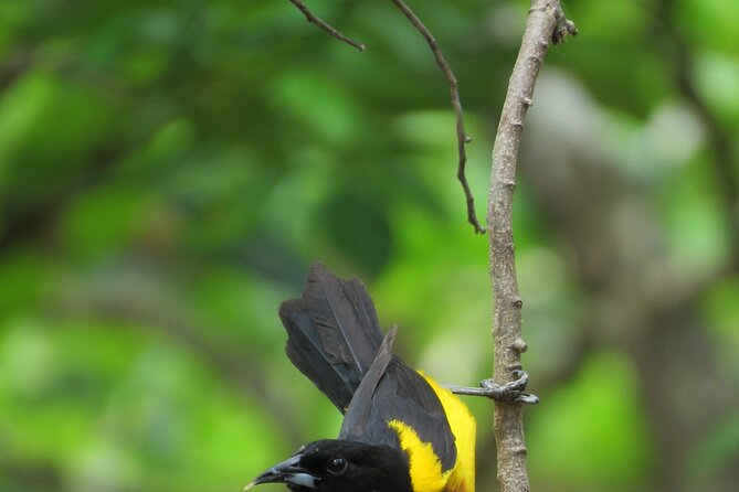 Xocen Birding - What the Price Means
