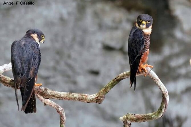 Xocen Birding - The Guides Make the Difference