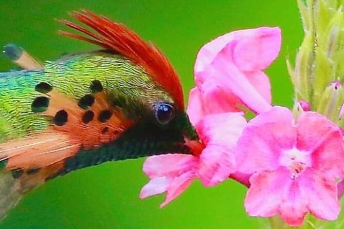 Yerette Home of the Hummingbird - The garden experience and bird viewing