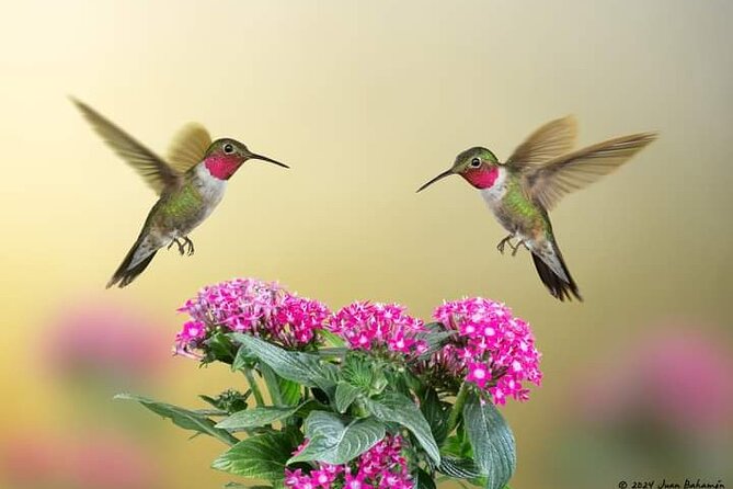 Yerette Home of the Hummingbird - Transport, group size, and planning