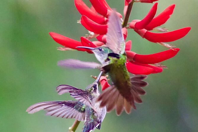 Yerette Home of the Hummingbird - Is the $96.25 price fair?