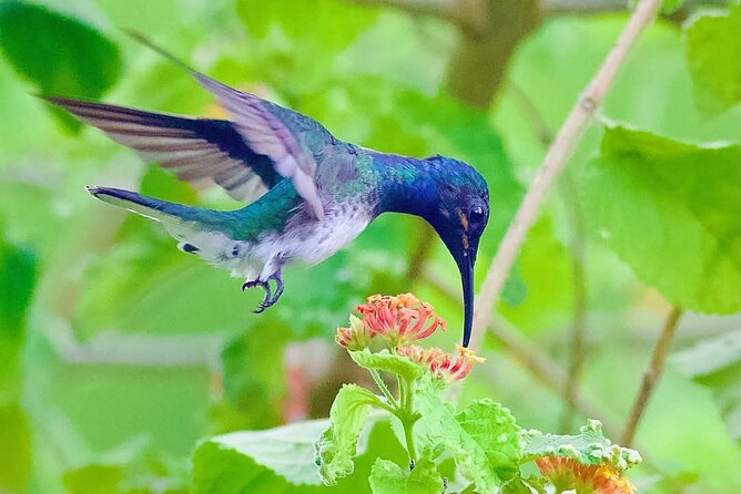 Yerette Home of the Hummingbird - Who will enjoy Yerette most