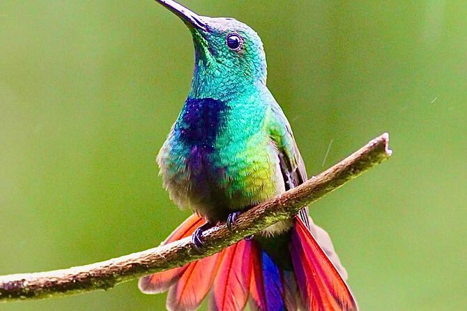 Yerette Home of the Hummingbird - Practical advice for a smoother visit