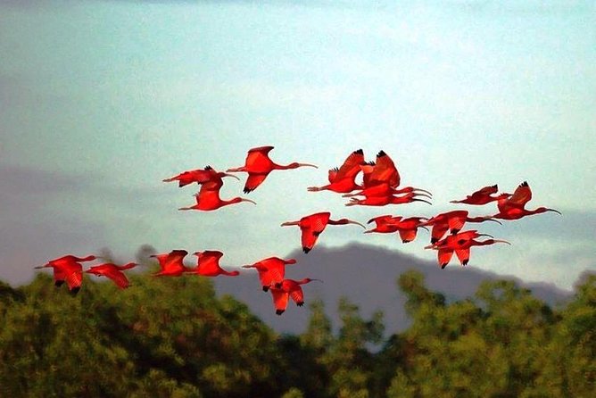 Yerette Home of the Hummingbird and Caroni Wildlife Tour - Why Yerette makes this more than a standard wildlife outing