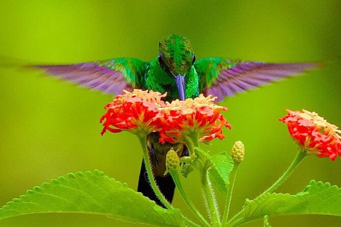 Yerette Home of the Hummingbird and Caroni Wildlife Tour - The 11:30 start and hotel pickup