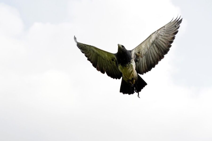 York: Entry to York bird of prey centre - Getting to Know York’s Bird Centre