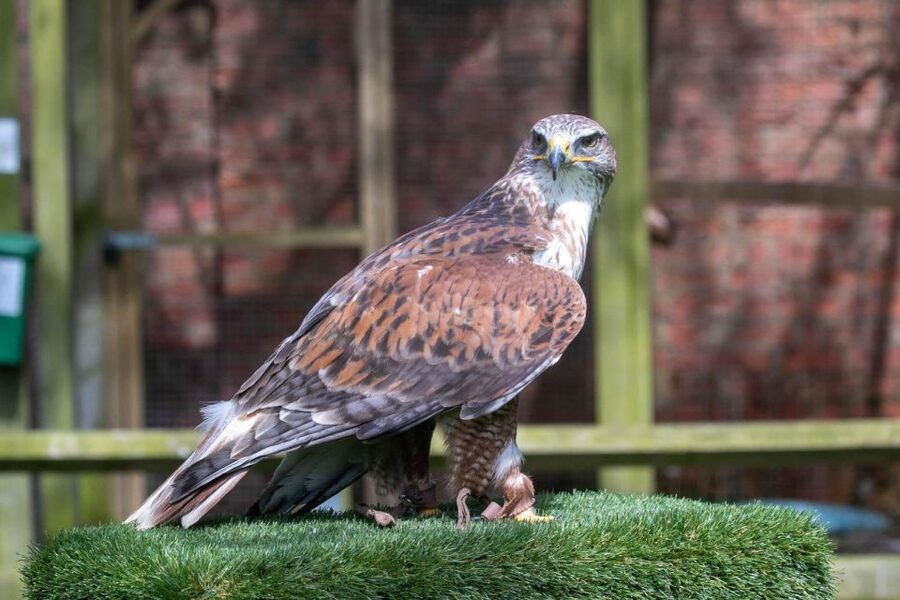 York: Entry to York bird of prey centre - Flying Shows: Speed, Silence, and Hunting Skills