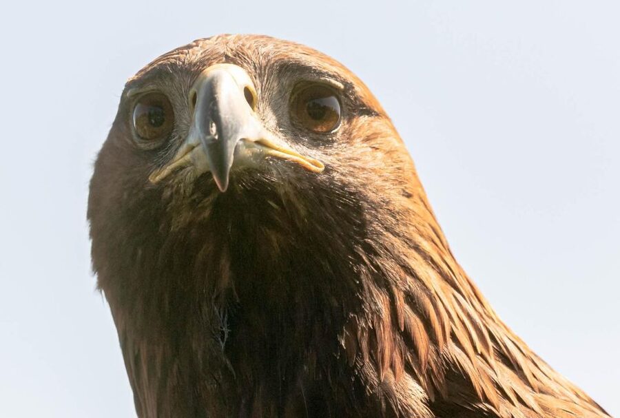 York: Entry to York bird of prey centre - What Makes the Talks Worth Your Time