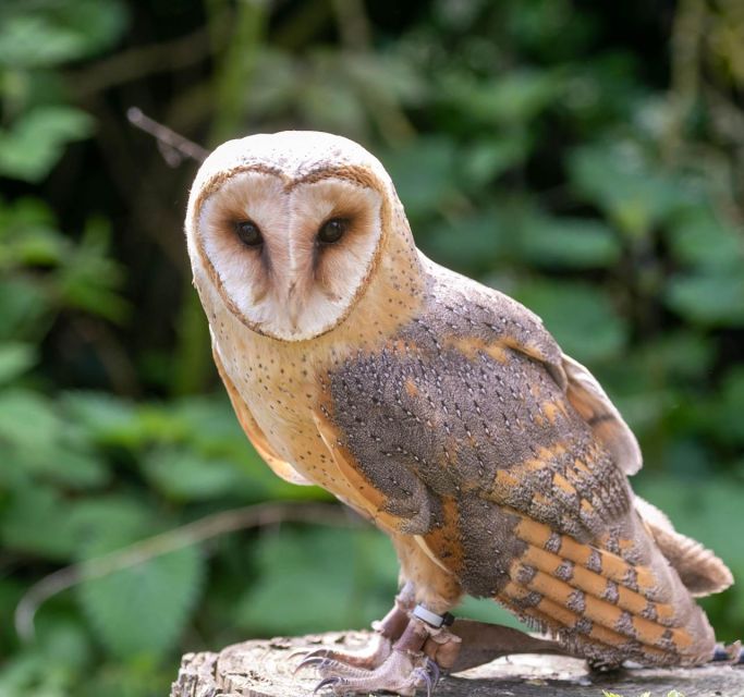 York: Entry to York bird of prey centre - A Full-Day Visit for Families