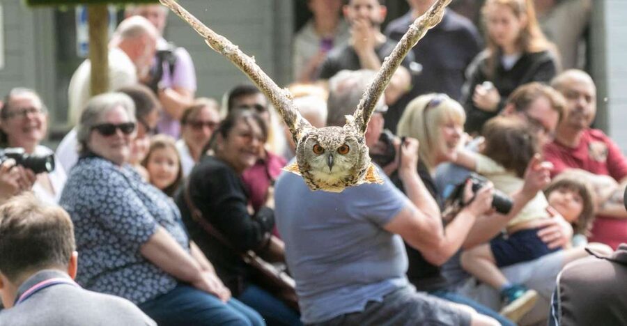 York: Entry to York bird of prey centre - The Hands-On Part: Handling and Flying Birds