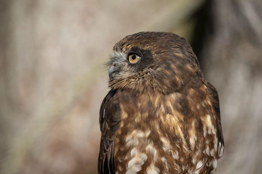 York: York Bird of Prey Centre Entry Ticket - Why the 1:30 PM show is worth staying for