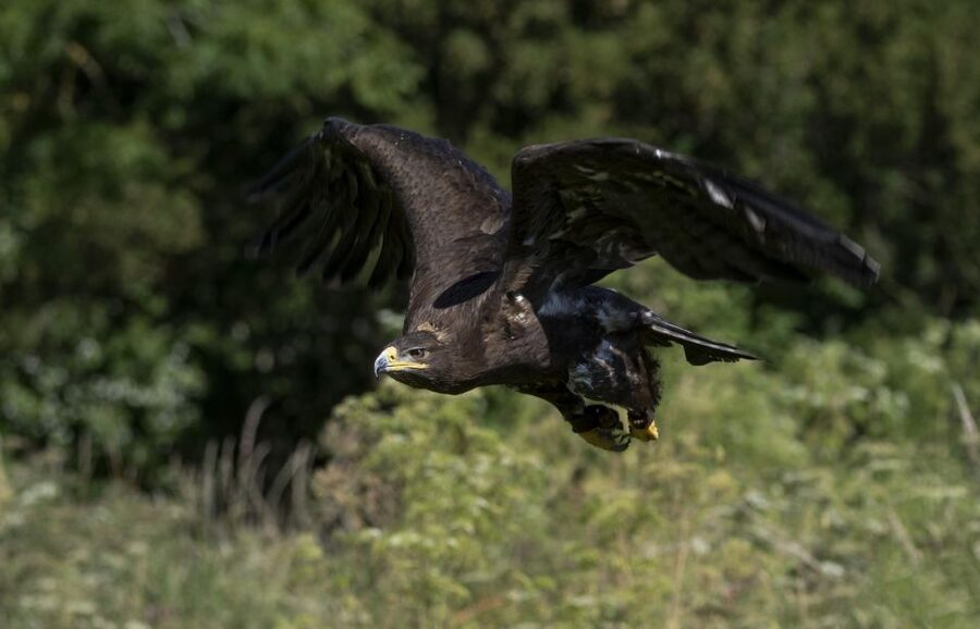 York: York Bird of Prey Centre Entry Ticket - From tiny owls to a golden eagle