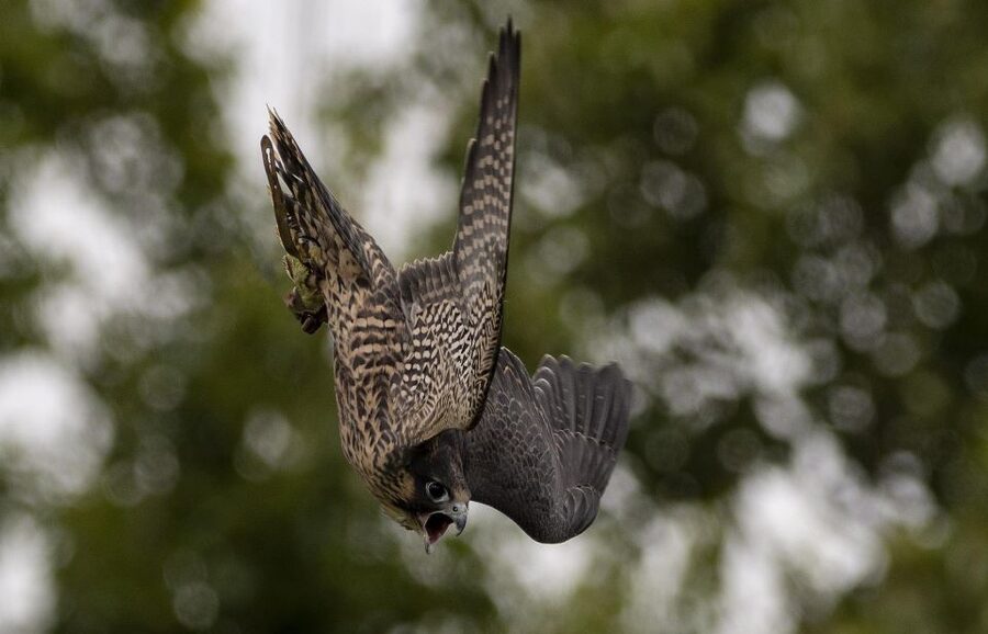 York: York Bird of Prey Centre Entry Ticket - The 11:30 AM flying show